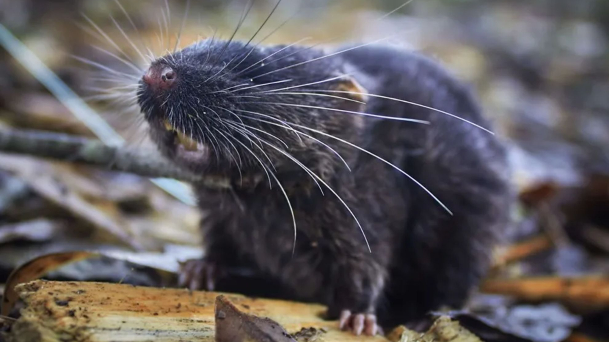 El farmacéutico Guille Martín expresa su preocupación sobre los casos de hantavirus